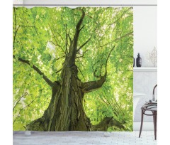 Old Big Majestic Tree Shower Curtain