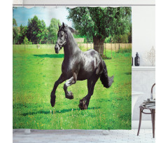 Friesian Horse Shower Curtain
