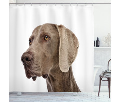 Hayvan Duş Perdesi Yakın Çekim Weimaraner Cinsi Köpek Portresi