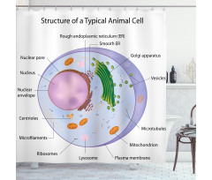 Eğitici Duş Perdesi Hayvan Hücresini Gösteren Renkli Görsel