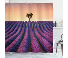 Lavender Flowers Field Shower Curtain