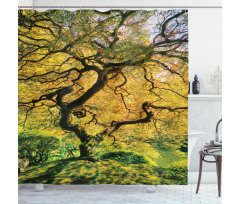 Large Maple with River Shower Curtain