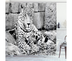 Wild Tiger Jaguar Shower Curtain