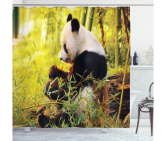 Panda Sitting in Forest Shower Curtain