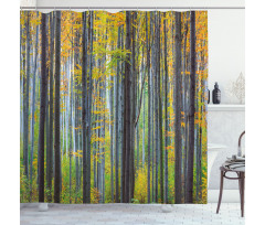 Autumn Season Beech Forest Shower Curtain