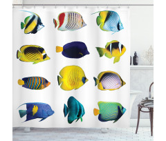 Collage of Sea Animals Shower Curtain