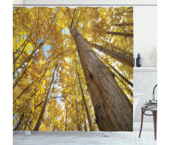 Aspen Trees in Forest Shower Curtain