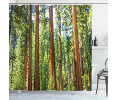 Braches in Spring Shower Curtain