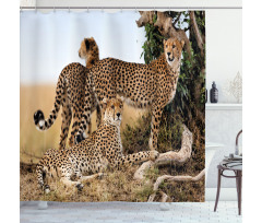 Safari Animal Cheetahs Shower Curtain