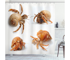 Hermit Crabs Pattern Shower Curtain