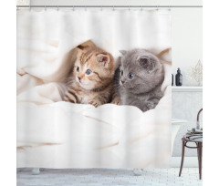 Scottish Fold Kittens Shower Curtain