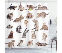 Funny Playful Cats Image Shower Curtain