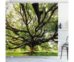 Majestic Tree Thailand Shower Curtain