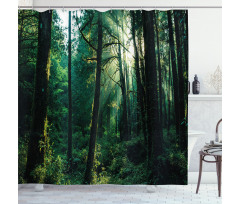 Sunset in Woods Trees Shower Curtain