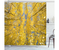 Aspen Trees Shower Curtain