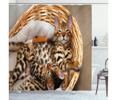 Bengal Cats in Basket Shower Curtain
