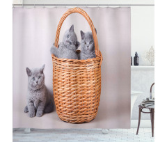 British Cats in Basket Shower Curtain