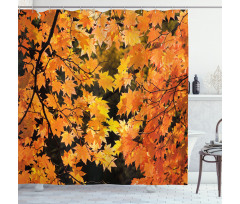 Vivid Autumn Maple Leaves Shower Curtain