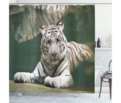 White Tiger Swimming Fun Shower Curtain