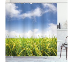 Paddy Rice Field Shower Curtain