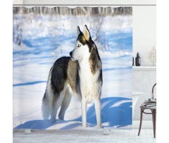 Husky on Snow Shower Curtain