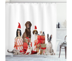 Pets Surprise Boxes Shower Curtain