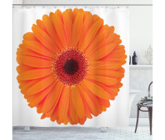 Vivid Flower of Gerbera Shower Curtain