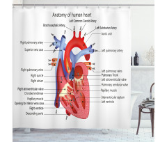 Human Body Organ Shower Curtain