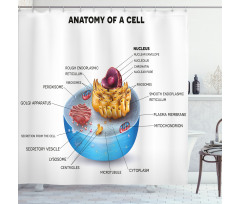 Öğretici Duş Perdesi Hücrenin Anatomisi