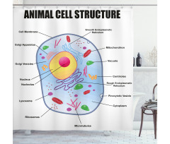 Öğretici Duş Perdesi Hayvan Hücresi Yapısı