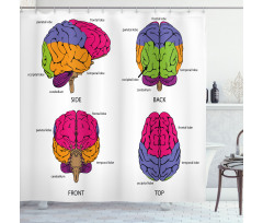 Öğretici Duş Perdesi Beynin Yapısı Desenli