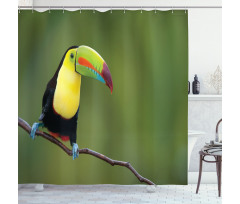 Keel Billed Toucan Shower Curtain