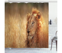 Male Lion Grass Field Shower Curtain