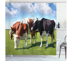 Cows Grazing on Pasture Shower Curtain