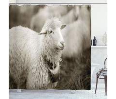 Fluffy Wooly Sheep Herd Shower Curtain