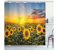 Sunflowers Field Dusk Shower Curtain
