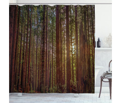 Redwood Forest Park USA Shower Curtain