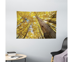 Aspen Trees in Forest Wide Tapestry