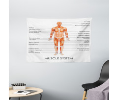 Biology Muscle System Wide Tapestry
