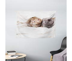 Scottish Fold Kittens Wide Tapestry