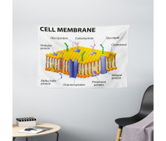 Membrane Cell Types Wide Tapestry