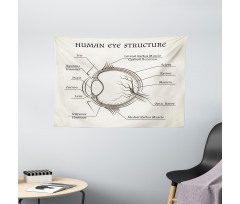 Structure of the Human Eye Wide Tapestry