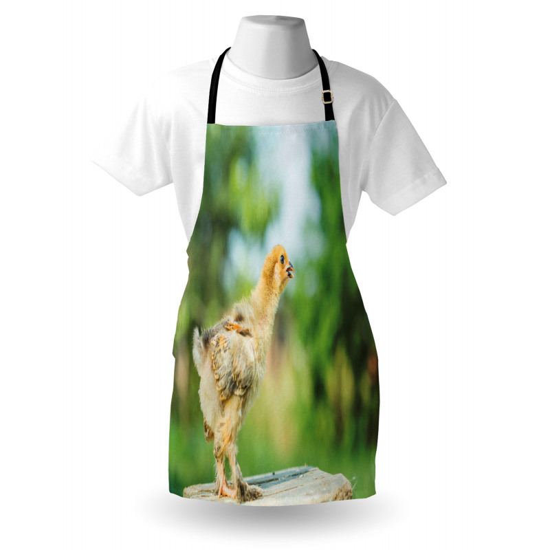 Little Baby Chicken on Log Apron