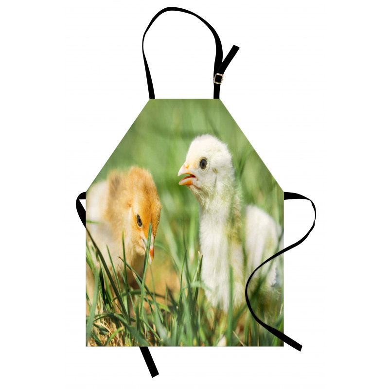 Close up Photo Baby Chickens Apron