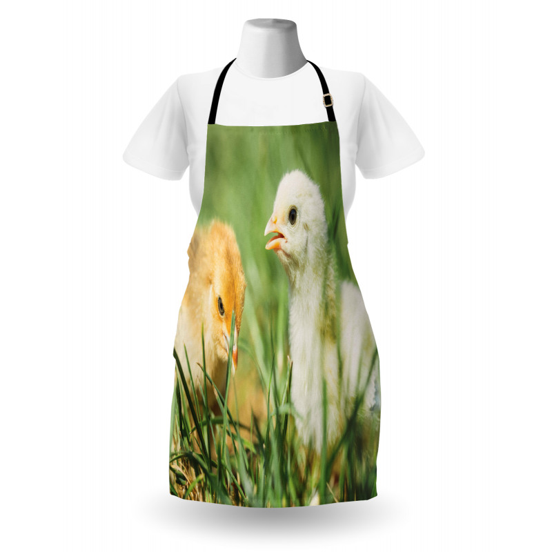 Close up Photo Baby Chickens Apron