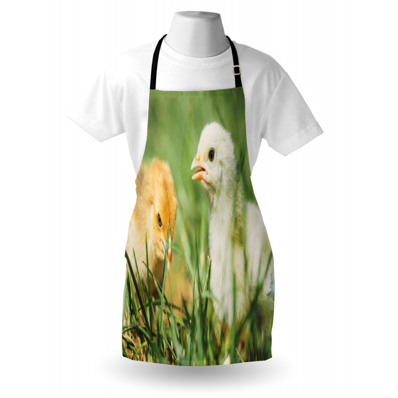 Close up Photo Baby Chickens Apron