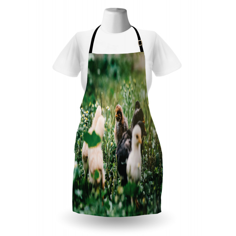 Little Chickens in Daisies Apron