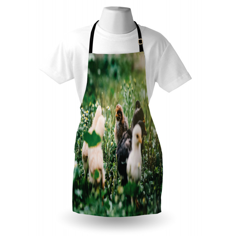 Little Chickens in Daisies Apron