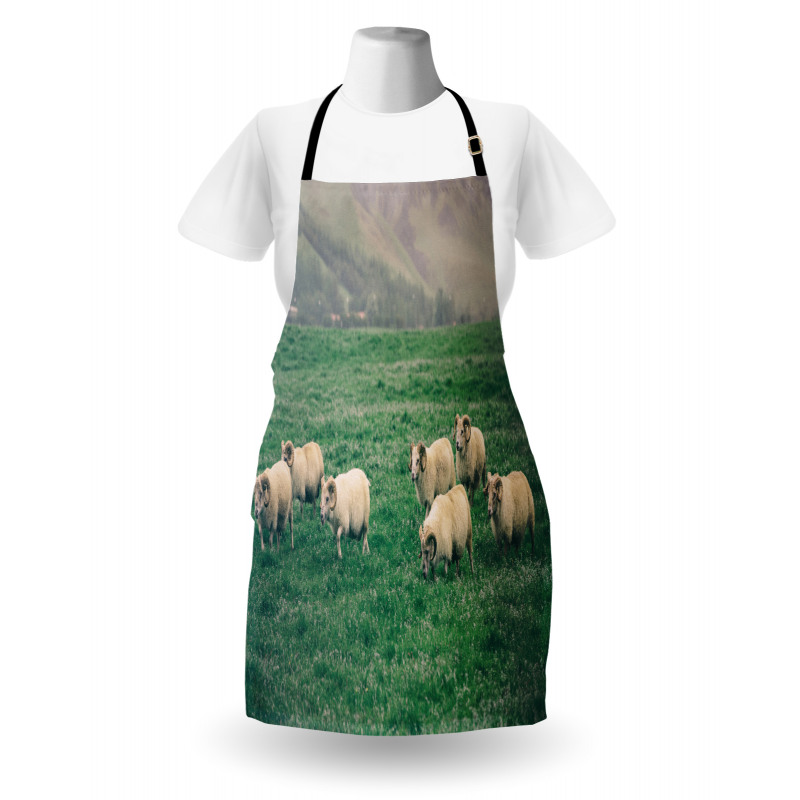 Sheep Grazing on Grass Apron