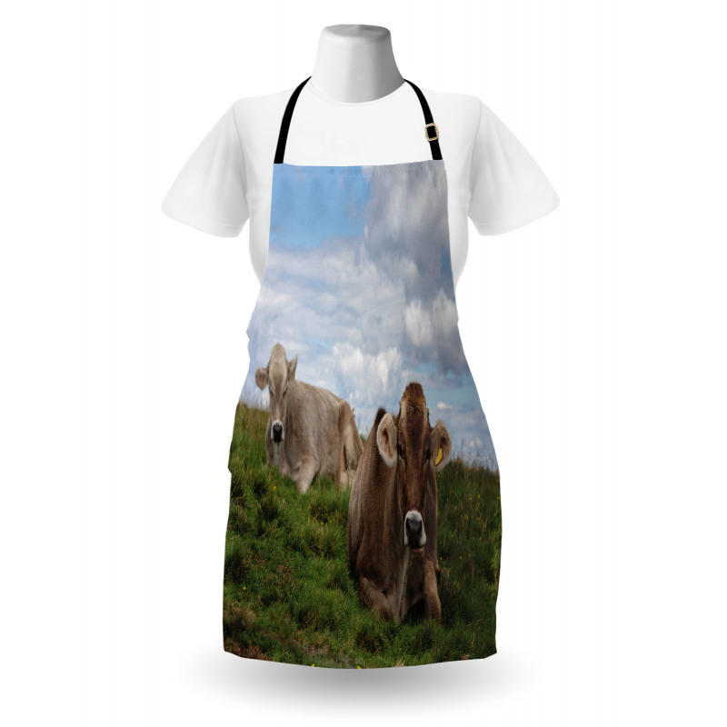 Resting Cows and Sky Apron